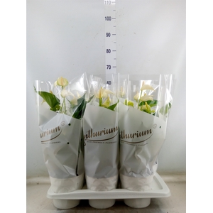 Anthurium andr. 'White Champion'