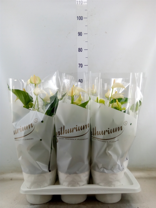 <h4>Anthurium andr. 'White Champion'</h4>