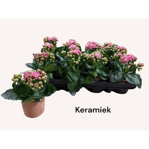 Kalanchoe blossfeldiana calandiva mix 7Ø 14cm