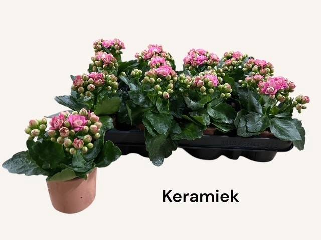 Kalanchoe blossfeldiana calandiva mix 7Ø 14cm