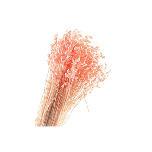 Briza Max Apricot