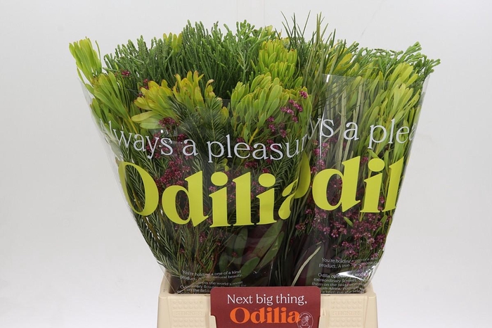 <h4>BQ Cape Greenmix</h4>