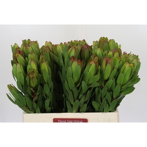Leucadendron Goldstrike