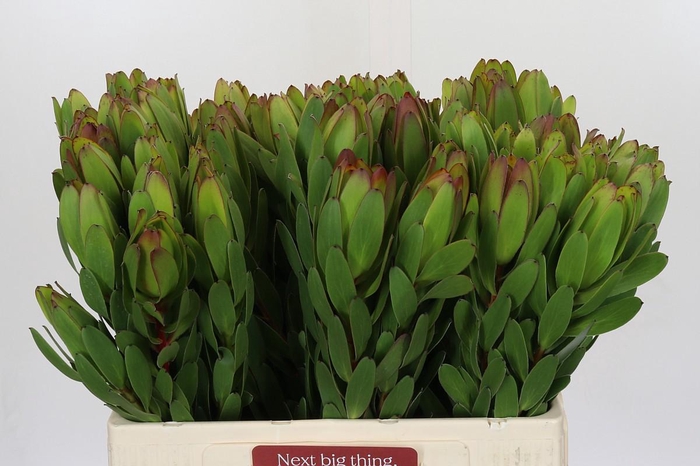 <h4>Leucadendron Goldstrike</h4>