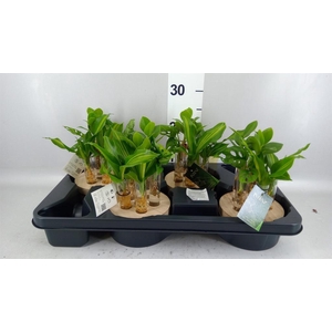 Planten  ..mix