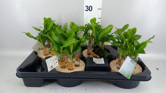 <h4>Planten  ..mix</h4>