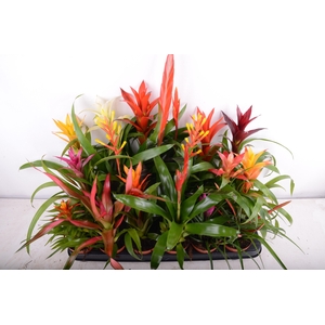 BROMELIA GEM 15 SRT