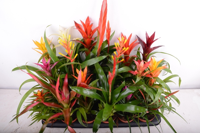 <h4>BROMELIA GEM 15 SRT</h4>