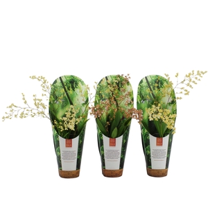 Inca Oncidium Twinkle 4 spike 9 cm in luxury jungle cover