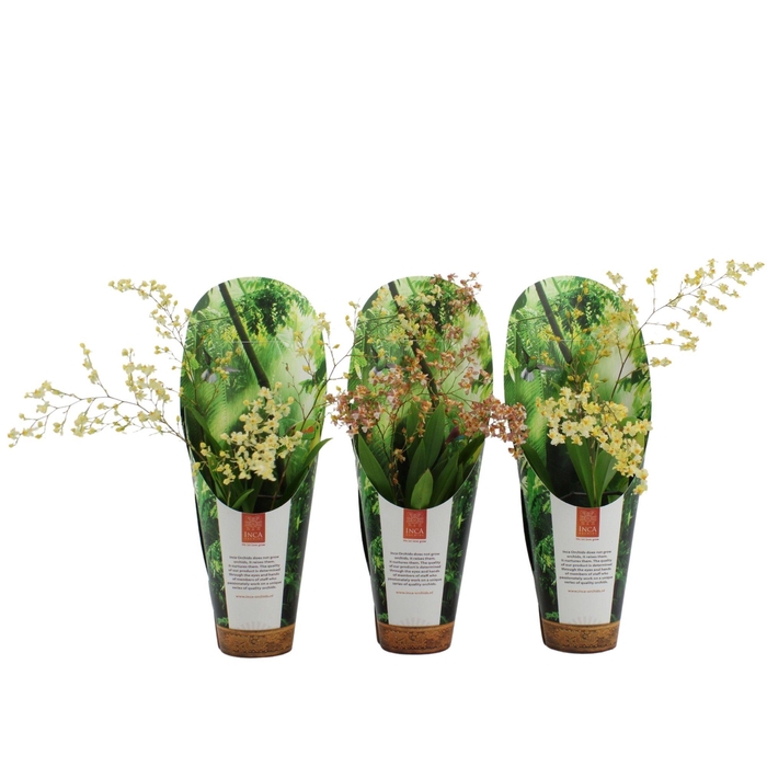 <h4>Inca Oncidium Twinkle 4 spike 9 cm in luxury jungle cover</h4>