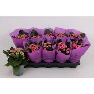 KAL GE PERFECTA PURP