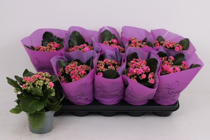 <h4>KAL GE PERFECTA PURP</h4>