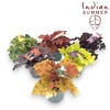 Heuchera Indian Summer gemengd heu12mix