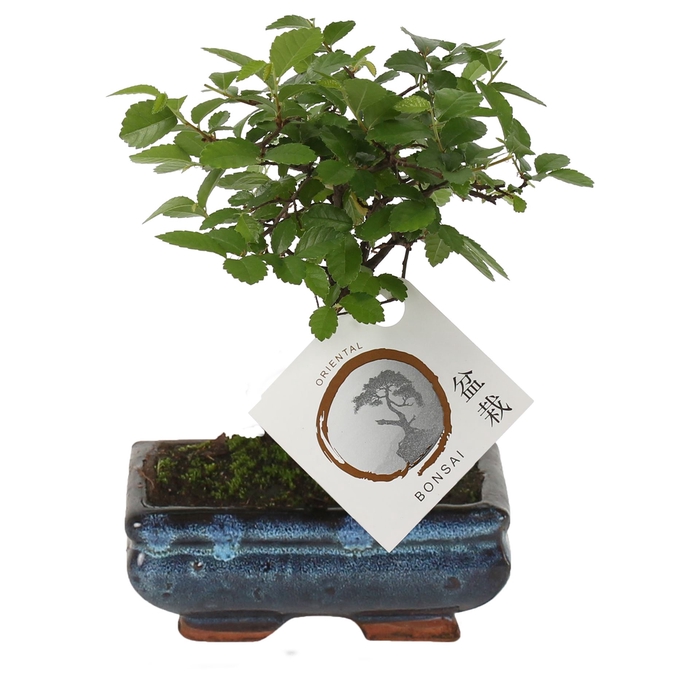 <h4>Bonsai   ...mix</h4>