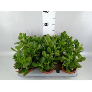 Crassula ovata 'Sunset'