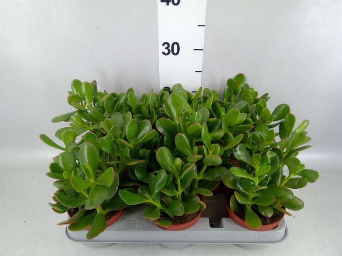 <h4>Crassula ovata 'Sunset'</h4>