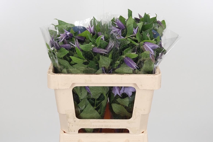 <h4>Clem Star River Lavendel</h4>