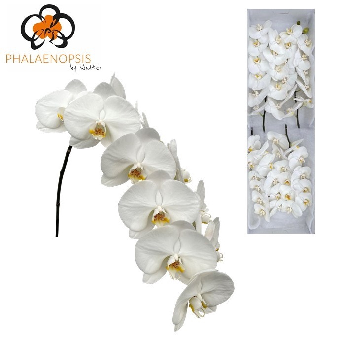 Phalaenopsis Magnificent Maliha Doos