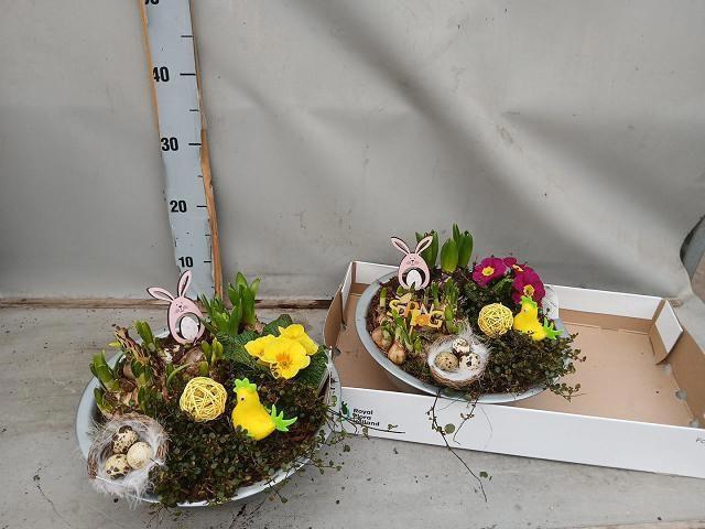 <h4>ARR BOL KNOLGEWAS</h4>