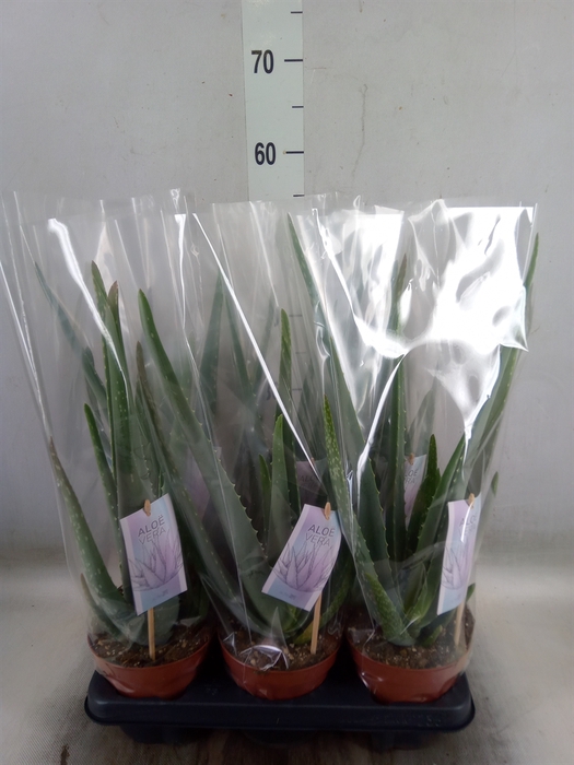 <h4>Aloe vera</h4>