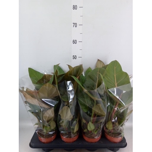 Philodendron   ...