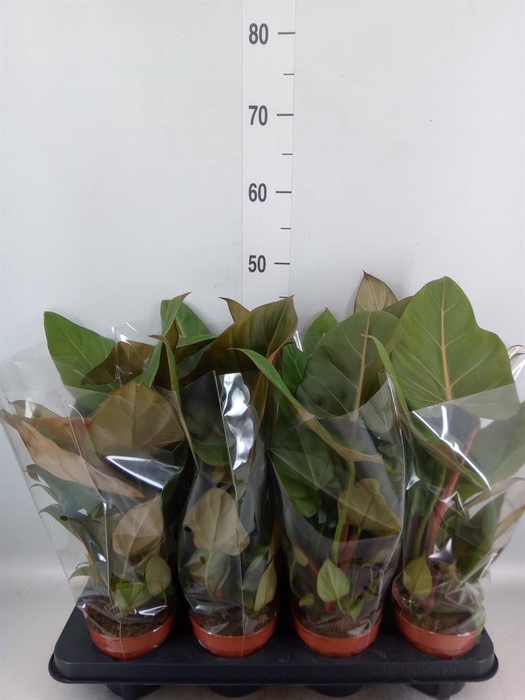 <h4>Philodendron ...</h4>
