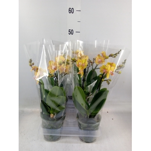 Phalaenopsis multi. 'Limpopo'
