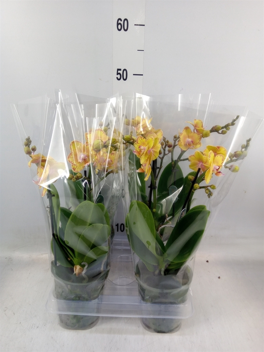 <h4>Phalaenopsis multi. 'Limpopo'</h4>