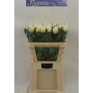 Chr G Vienna White