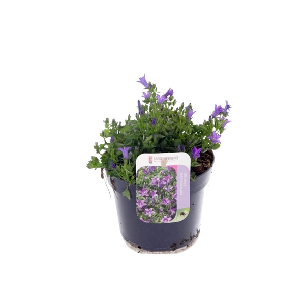 <h4>Campanula portenschlagiana</h4>