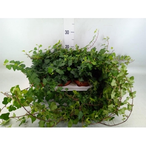 Hedera helix 'Wonder'