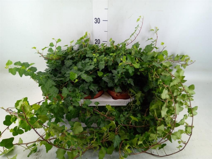 <h4>Hedera helix 'Wonder'</h4>