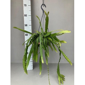 Rhipsalis hangpot Monocantha