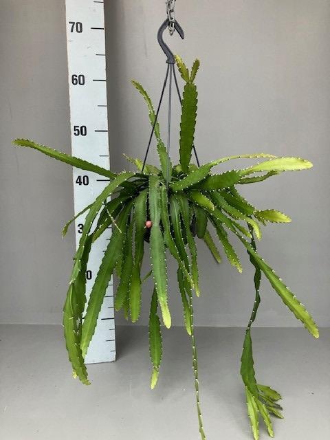 <h4>Rhipsalis hangpot Monocantha</h4>