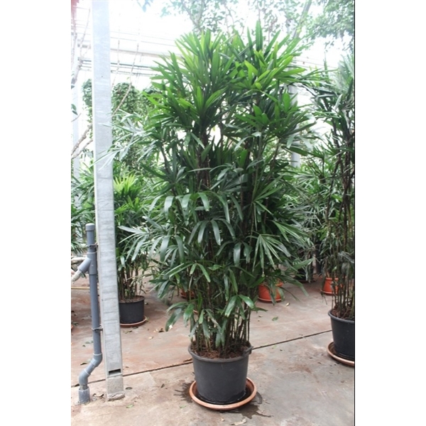 <h4>Rhapis excelsa</h4>