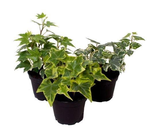 <h4>Hedera helix</h4>