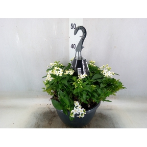 Solanum jasminoides