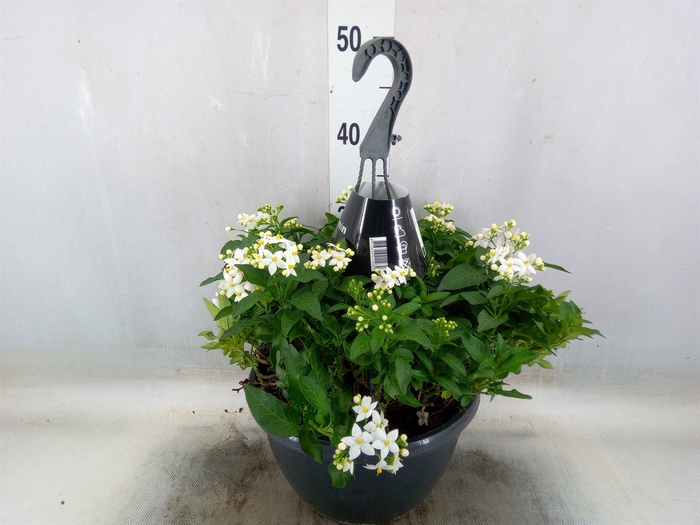 <h4>Solanum jasminoides</h4>