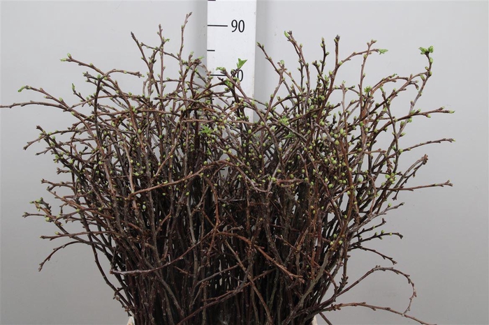 <h4>Kersebloesem P Bos Xl</h4>