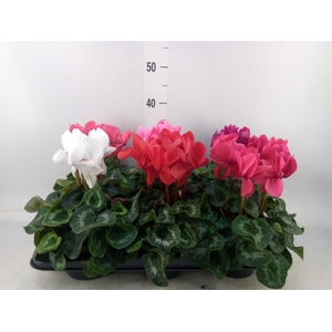 Cyclamen GR 'Leopardo'