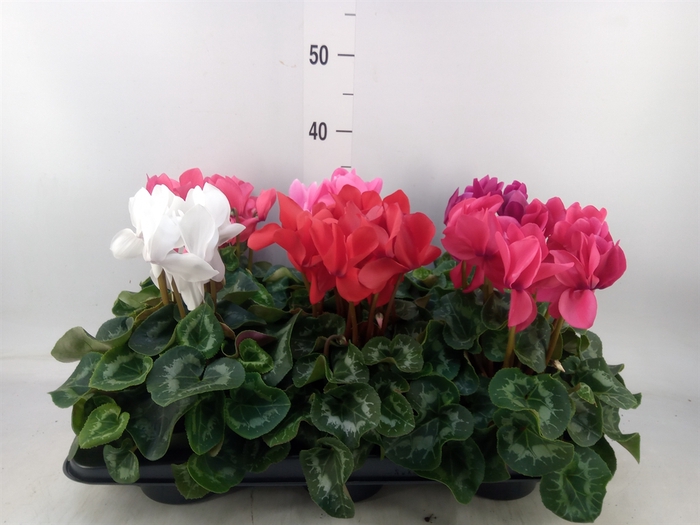 <h4>Cyclamen GR 'Leopardo'</h4>
