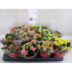 Kalanchoe blos.   ..rosebud mix  5