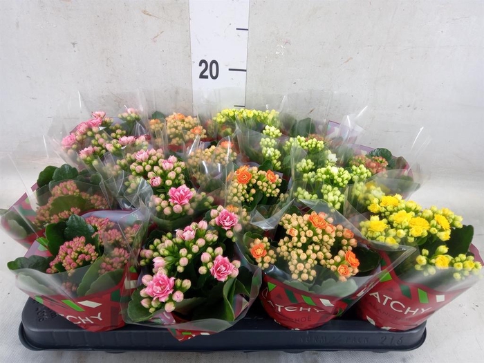 <h4>Kalanchoe blos.   ..rosebud mix  5</h4>