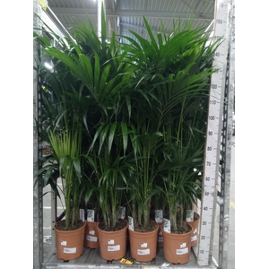 Howea forsteriana