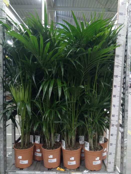 <h4>Howea forsteriana</h4>