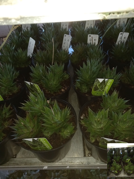 <h4>ALOE GEM</h4>
