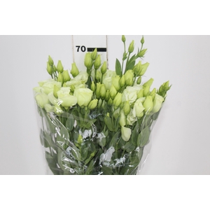 LISIANTHUS ARENA III GREEN 070 CM MIN 500 GRAMAS