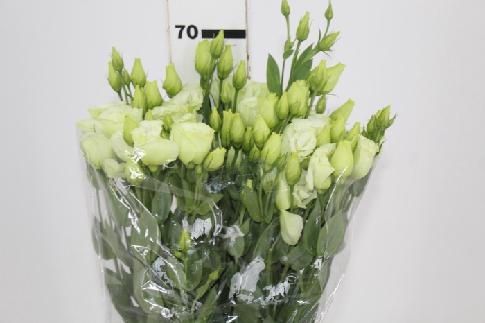 <h4>LISIANTHUS ARENA III GREEN 070 CM MIN 500 GRAMAS</h4>