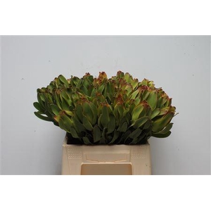 Leucad Laurel Yellow