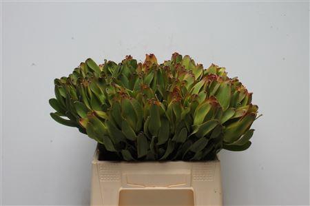 <h4>Leucad Laurel Yellow</h4>